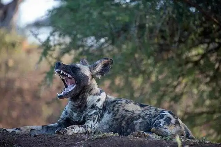 African Wildog Laying Down